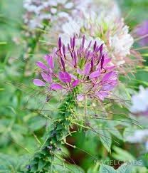 Image result for Cleome monophylla