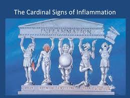 What Are The Four Cardinal Signs Of Inflammatory Response Socratic