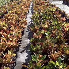 Image result for Croton kilwae