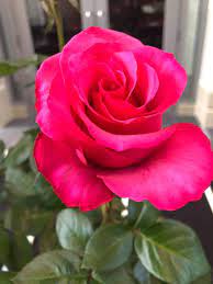 Pin By My Anh On 1 A File General Beautiful Rose Flowers Beautiful Roses Beautiful Flowers
