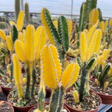 Image result for Senecio pachyrhizus