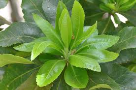 Image result for Myrica pilulifera