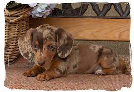 Breeder of smooth dachshunds akc conformation show prospects, incredible lifetime pets and field trial prospects. Miniature Dapple Dachshund Puppies For Sale In Nc