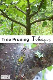 Neglected trees are worth an article of their own. Tree Pruning Techniques For Productive Fruit Trees