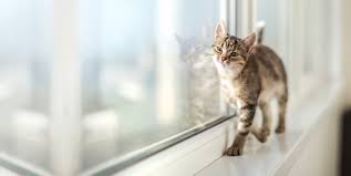 Our store also offers grooming, training, adoptions and curbside pickup. Welcome To Montecito Veterinary Center Gp Veterinarians