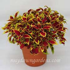 Image result for Coleus sylvestris