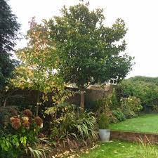The size is perfect for a small area as it tops out at around 15 feet or so, and its width can be controlled with yearly pruning. The 8 Best Perfect For Privacy Garden Trees The Middle Sized Garden Gardening Blog