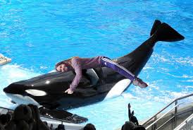 Pin On Animal Rights