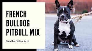 However he may be a nervous around those he doesn't know, both in the. French Bulldog Pitbull Mix Frenchieforsale Com