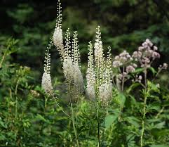 Image result for Bambekea racemosa