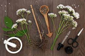 Gratis catnip, daun, gambar, daun maple, valerian apakah anda mencari gambar transparan logo, kaligrafi, siluet di catnip, daun, gambar? 5 Manfaat Akar Valerian Dari Usir Stres Sampai Redakan Nyeri Haid