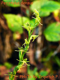 Image result for Habenaria peristyloides
