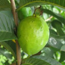 Image result for Psidium guajava