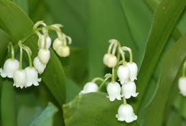 Use Caution When Growing Lily Of The Valley Xeriscape Plants Shade Plants Flowering Shade Plants