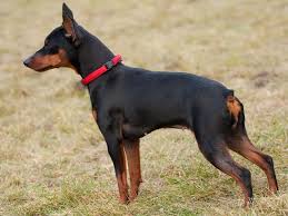 Browse thru thousands of miniature pinscher dogs for adoption near in usa area, listed by dog rescue organizations and individuals, to find your match. Miniature Pinscher Puppies And Dogs For Sale Near You