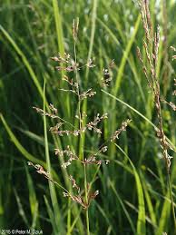 Image result for Agrostis