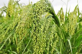 Image result for Panicum miliaceum