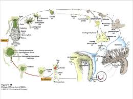 For example, marchantia hope this information will clear your doubts about the life cycle of liverworts. Phylum Marchantiophyta Diagram Quizlet