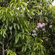 Image result for Synadenium glabratum