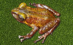 Image result for Pristimantis bambu