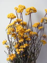 Dried phalaris in yellow color for an arrangements, house decoration. Dried Flower Bunch Yellow Ageratum Lona Daisyshop