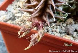 Image result for Huernia verekeri