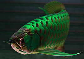 Kolam ikanmu dijamin lebih cantik, deh! 6 Spesis Ikan Tropika Paling Mahal Di Dunia Iluminasi