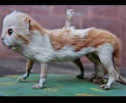 Chernobyl children's disability grows due to radiation exposure. Weird Deformed Animals From Around The World Daily Star