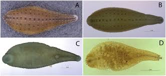 Only 2 of our 16 sample sites lacked turtle leeches. 2