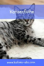 katzenflohe katzen flohe katzen katzen korpersprache