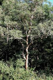 Image result for Millettia stuhlmannii