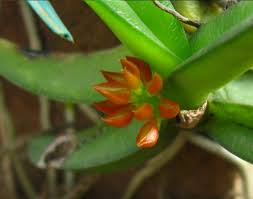 Image result for Calyptrochilum