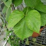 Image result for Dioscorea dregeana