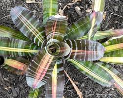 Image result for Aechmea mexicana