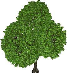 Green Tree Png Clipart Plants Green Trees Tree