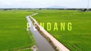 Kucing di teluk batik (warna oren kaki putih). Drone Shot Sawah Padi Aka Bendang Di Pendang Kedah Dalam 1 Minit Youtube