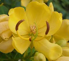 Common name gold / golden medallion tree the names gold medallion tree or golden medallion tree refer to the bright yellow flowers that appear in spherical clusters thought to resemble medallions around the outer canopy of the tree. Cassia Leptophylla Gold Medallion Tree Buy Online At Annie S Annuals