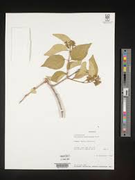 Image result for Strychnos lucens