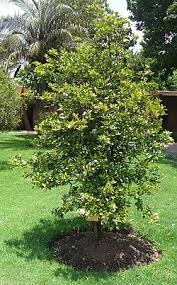 Image result for Brunfelsia pauciflora
