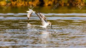 Bij ons vindt u accommodatie voor een budgetvakantie. Fisch Die Schlacht Der Mowen Naivasha See Kenia Afrika Lizenzfreie Fotos Bilder Und Stock Fotografie Image 78246262