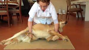 The right lateral recumbent position is standard. 03 Lateral Recumbency No Assistant Floor Youtube