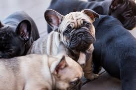 The french bulldog is a loving and affectionate dog breed that loves to play. What You Need To Know About The French Bulldog Face