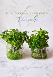 Start by trimming off the end of the stems, which helps your parsley absorb more water. How To Keep Herbs Fresh For Weeks Coriander Mint And Parsley Leaves Savory Sweetfood