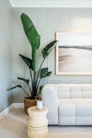 Bird Of Paradise Indoor Care What S One Of The Best Things To Put Next To Your Sofa A Bird Of Paradise Plant Bird Round Carpet Living Room Living Room Green Decor