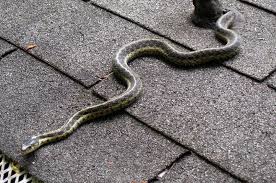 Snakes have had a bad rap since the garden of eden. How To Keep Snakes Away From Your Yard And Chicken Coop