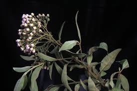 Image result for Pluchea