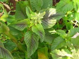 Image result for Amaranthus dubius
