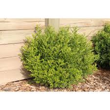 Image result for Murraya