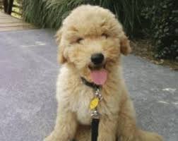 Puppy application for goldendoodle puppies, by submitting this application, you are not being put on the waiting list or required to put down a $400 deposit. Top 5 Breeders Of Goldendoodle Puppies In Michigan 2021 We Love Doodles
