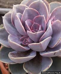 Echeveria Perle Von Nurnberg Suculentas Flores Plantas
